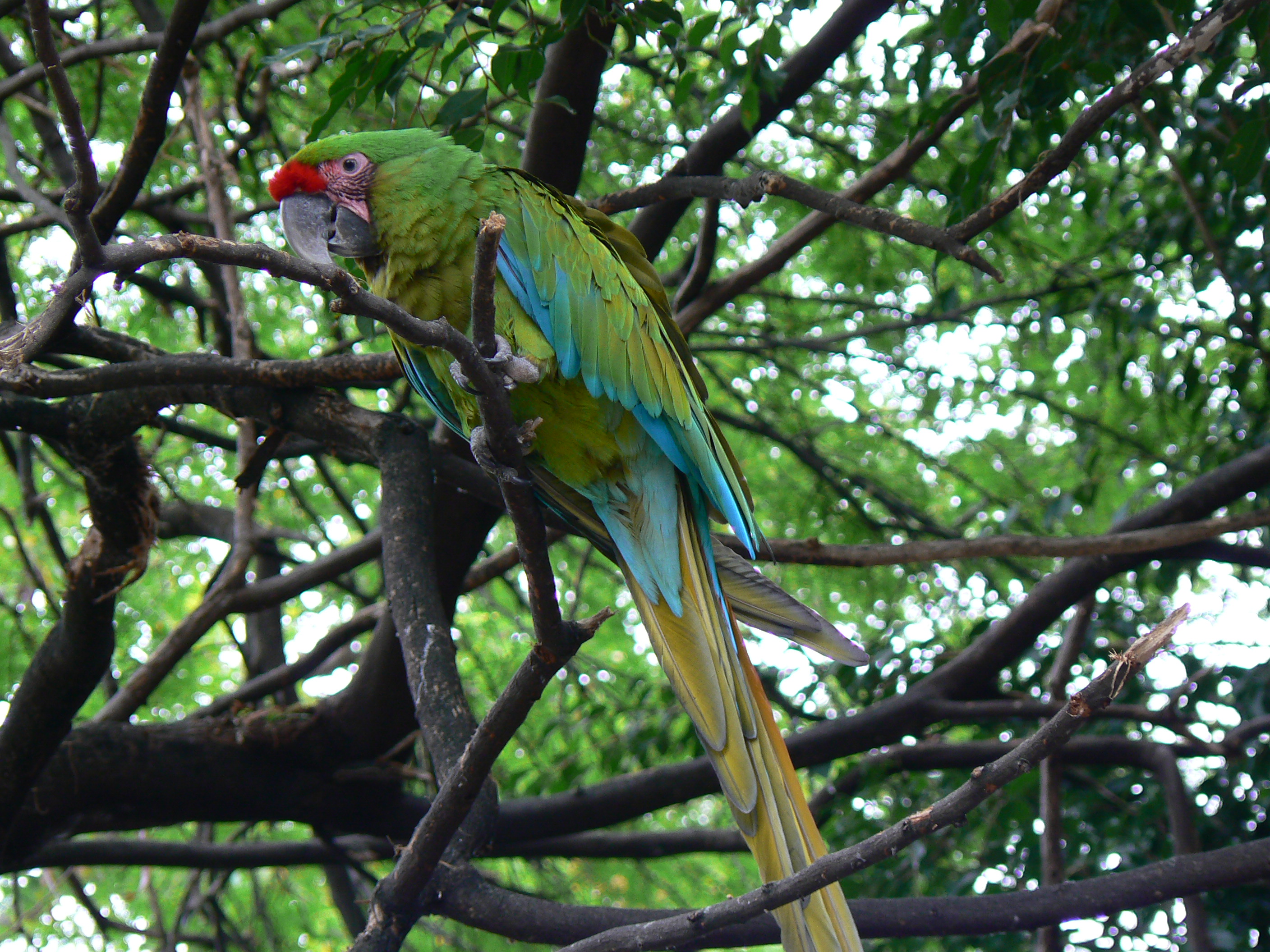 Three pairs of Great Green Macaws were released in the Ayampe Reserve (3 males and 3 females)?